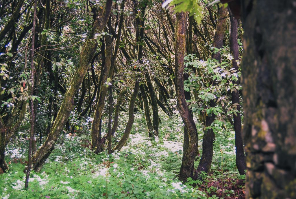 Thick, green forrest.